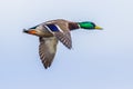 Flying male Mallard duck