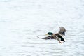 Flying male mallard duck Anas platyrhynchos Royalty Free Stock Photo