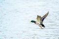 Flying male mallard duck Anas platyrhynchos Royalty Free Stock Photo