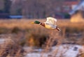 Flying male mallard in a reedswamp