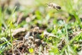 Flying male mining bee looking for some female bee Royalty Free Stock Photo