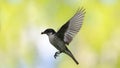 Flying male Pied Flycatcher with the feed