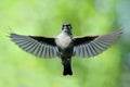 Flying male Pied Flycatcher