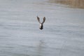 Flying male shoveler duck