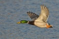 Flying Mallard Drake