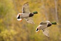 Flying mallard duck