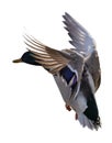 Flying mallard duck drake with dark head Royalty Free Stock Photo