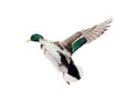 Flying mallard duck drake with green head Royalty Free Stock Photo