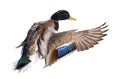 Flying mallard duck drake with green head Royalty Free Stock Photo