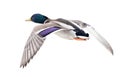 Blue head mallard duck drake on white in flight Royalty Free Stock Photo