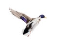 Flying mallard duck drake with blue head Royalty Free Stock Photo