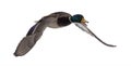 Flying mallard duck drake with open beak Royalty Free Stock Photo