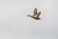 Flying Mallard duck