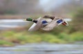 Flying Mallard duck Royalty Free Stock Photo