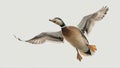 A flying mallard duck isolated on a white background Royalty Free Stock Photo