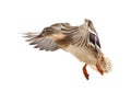 Flying mallard duck isolated on white Royalty Free Stock Photo