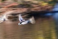 Flying mallard duck Royalty Free Stock Photo