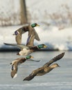 Flying Mallard flock Royalty Free Stock Photo