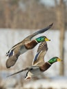 Flying Mallard flock Royalty Free Stock Photo