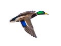 Flying Mallard male duck on white Royalty Free Stock Photo