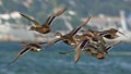 Flying Mallards Flock Mugardos Galicia Spain Royalty Free Stock Photo
