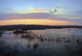 Flying mallards after sunset Royalty Free Stock Photo