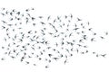 Flying martlet birds silhouettes vector illustration. Migratory martlets group isolated on white.