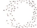 Flying martlet birds silhouettes vector illustration. Migratory martlets group isolated on white. Royalty Free Stock Photo