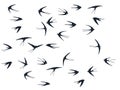 Flying martlet birds silhouettes vector illustration. Migratory martlets swarm isolated on white.