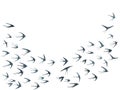 Flying martlet birds silhouettes vector illustration. Migratory martlets swarm isolated on white.