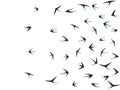 Flying martlet birds silhouettes vector illustration. Nomadic martlets bevy isolated on white