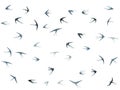 Flying martlet birds silhouettes vector illustration. Nomadic martlets bevy isolated on white