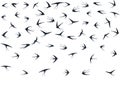 Flying martlet birds silhouettes vector illustration. Nomadic martlets bevy isolated on white.