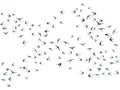 Flying martlet birds silhouettes vector illustration. Nomadic martlets bevy isolated on white.