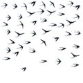 Flying martlet birds silhouettes vector illustration. Nomadic martlets flock isolated on white