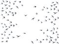 Flying martlet birds silhouettes vector illustration. Nomadic martlets flock isolated on white.