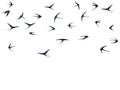 Flying martlet birds silhouettes vector illustration. Nomadic martlets group isolated on white.