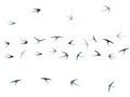 Flying martlet birds silhouettes vector illustration. Nomadic martlets group isolated on white. Royalty Free Stock Photo