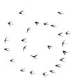 Flying martlet birds silhouettes vector illustration. Nomadic martlets school isolated on white.