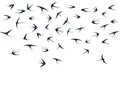 Flying martlet birds silhouettes vector illustration. Nomadic martlets swarm isolated on white. Royalty Free Stock Photo