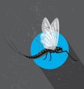 Flying Mayfly Insect