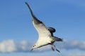 Flying Mediterranean gull