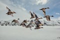 Flying migratory birds ducks, geese, swans