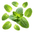 Flying mint leaves isolated on white background Royalty Free Stock Photo