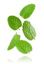 Flying mint leaves isolated on white background. Royalty Free Stock Photo