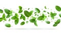 Flying mint leaves on a white background Royalty Free Stock Photo