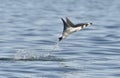 Flying Mobula Ray