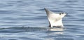 Flying Mobula Ray Royalty Free Stock Photo