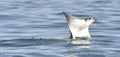 Flying Mobula Ray