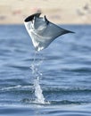 Flying Mobula Ray Royalty Free Stock Photo